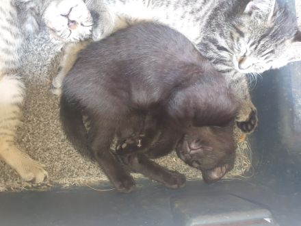 Süße angoramix Kätzchen suchen liebevolles Zuhause