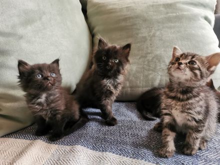 Kitten, Kätzchen, kleine Katzen