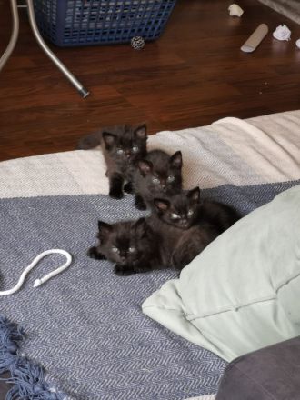 Kitten, Kätzchen, kleine Katzen