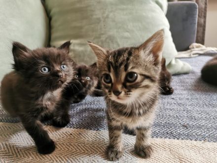 Kitten, Kätzchen, kleine Katzen