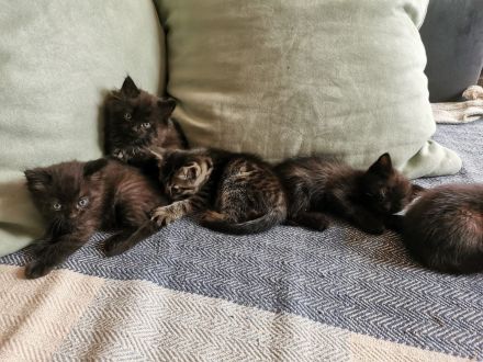 Kitten, Kätzchen, kleine Katzen