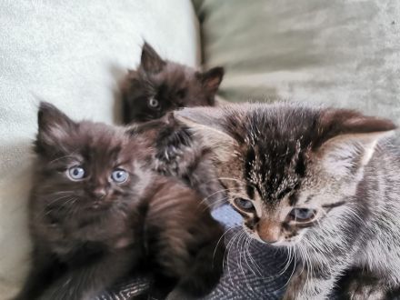 Kitten, Kätzchen, kleine Katzen