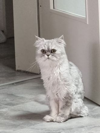 Perserkater Grauweiß