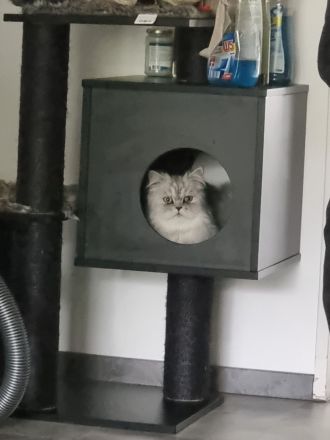 Perserkater Grauweiß