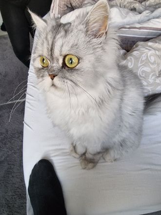 Perserkater Grauweiß