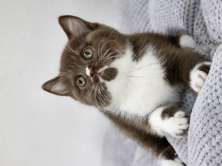 Wunderschöne BKH KITTEN ab sofort fawn schoko bicolor