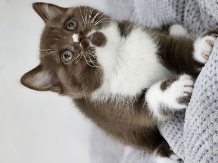 Wunderschöne BKH KITTEN ab sofort fawn schoko bicolor