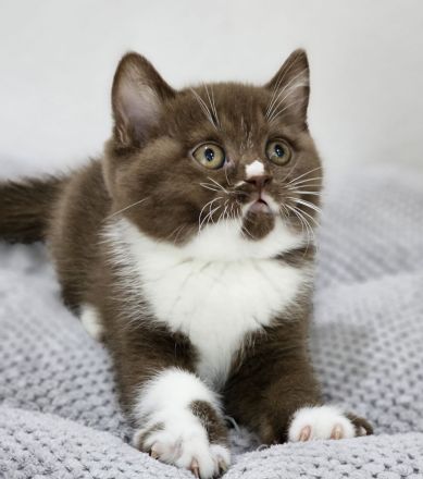 Wunderschöne BKH KITTEN ab sofort fawn schoko bicolor