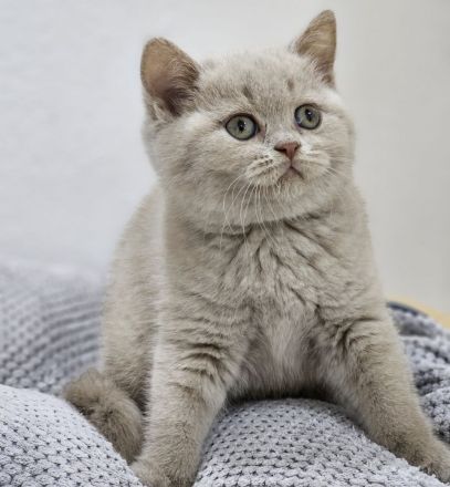 Wunderschöne BKH KITTEN ab sofort fawn schoko bicolor