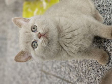 Wunderschöne BKH KITTEN ab sofort fawn schoko bicolor