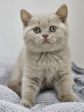 Wunderschöne BKH KITTEN ab sofort fawn schoko bicolor