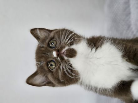 Wunderschöne BKH KITTEN ab sofort fawn schoko bicolor