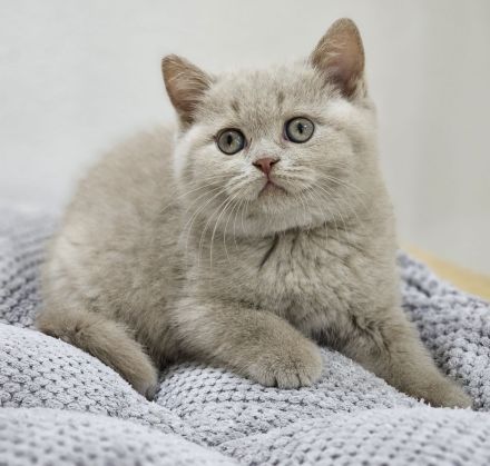 Wunderschöne BKH KITTEN ab sofort fawn schoko bicolor