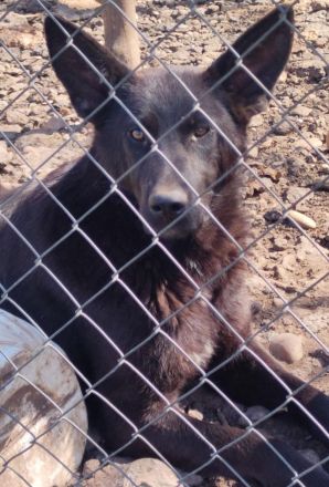 liebe, kastrierte Reea geb.7.7.2022 wurde von der Polizei beschlagnahmt beim rumänischen Züchter