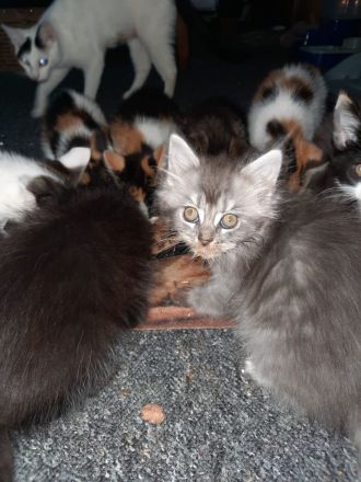 Maine Coon Siam Hauskatzenmix und Maine Coon Perser Hauskatzenmix