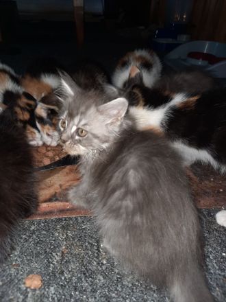 Maine Coon Siam Hauskatzenmix und Maine Coon Perser Hauskatzenmix