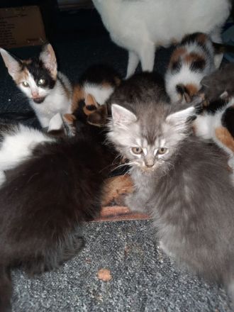 Maine Coon Siam Hauskatzenmix und Maine Coon Perser Hauskatzenmix