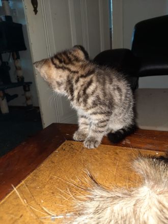 Maine Coon Siam Hauskatzenmix und Maine Coon Perser Hauskatzenmix