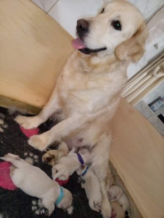 Wunderschöne cremefarbene Golden Retriever Welpen