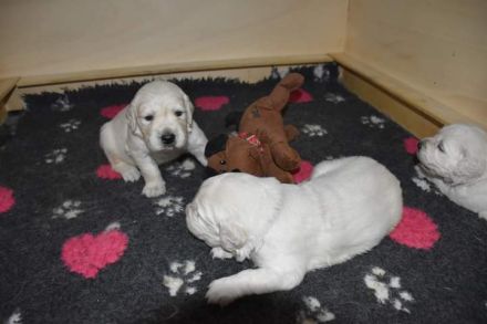 Wunderschöne cremefarbene Golden Retriever Welpen