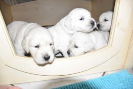 Wunderschöne cremefarbene Golden Retriever Welpen