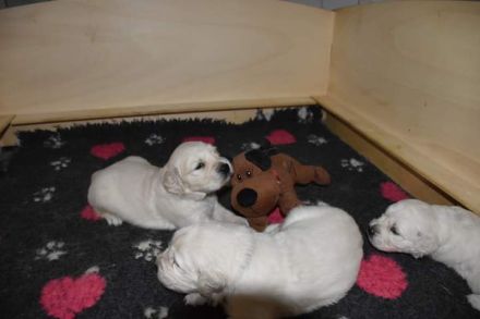 Wunderschöne cremefarbene Golden Retriever Welpen