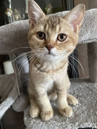 BKH Kitten suchen neues Zuhause