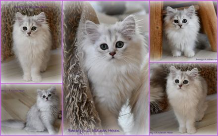 Highlander - Britisch Langhaar Mädchen in black-silver-shaded