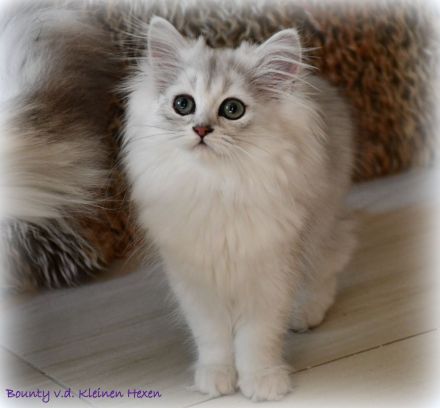 Highlander - Britisch Langhaar Mädchen in black-silver-shaded