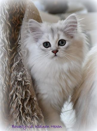 Highlander - Britisch Langhaar Mädchen in black-silver-shaded