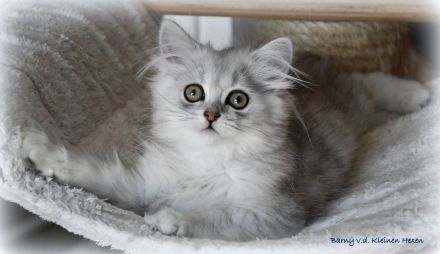 Highlander - Britisch Langhaar Kater in black-silver-spottet-tabby