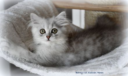Highlander - Britisch Langhaar Kater in black-silver-spottet-tabby