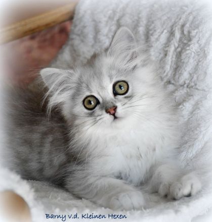 Highlander - Britisch Langhaar Kater in black-silver-spottet-tabby