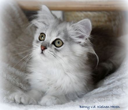 Highlander - Britisch Langhaar Kater in black-silver-spottet-tabby