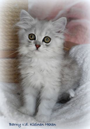 Highlander - Britisch Langhaar Kater in black-silver-spottet-tabby