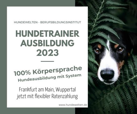 Hundetrainer Ausbildung