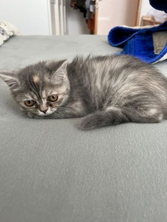 Bkh kitten Katzen  abzugeben