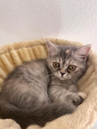 Bkh kitten Katzen  abzugeben