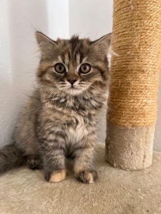 Bkh kitten Katzen  abzugeben