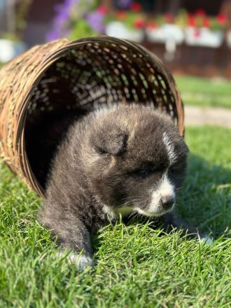 Akita Inu Welpen