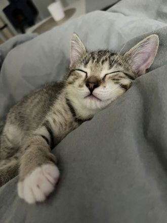 BKH Katzen Babys Geschwister