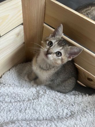 BKH Katzen Babys Geschwister