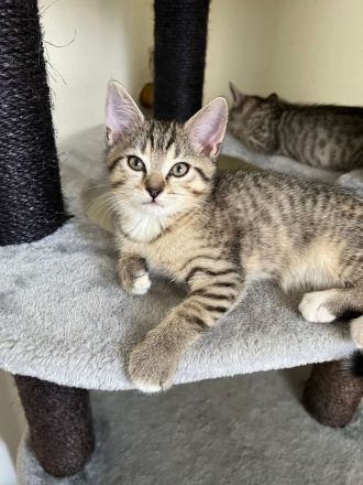 BKH Katzen Babys Geschwister