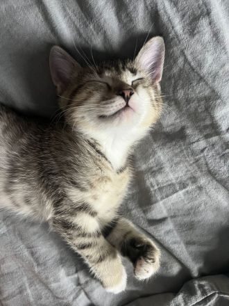 BKH Katzen Babys Geschwister