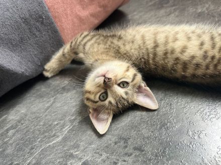 BKH Katzen Babys Geschwister