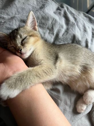 BKH Katzen Babys Geschwister