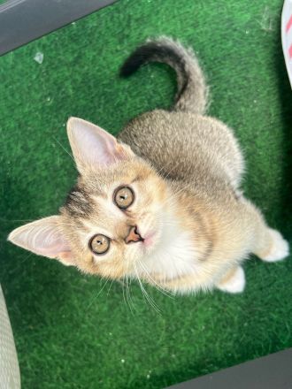 BKH Katzen Babys Geschwister