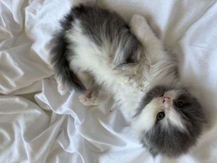 Süßes katzenbaby sucht zuhause