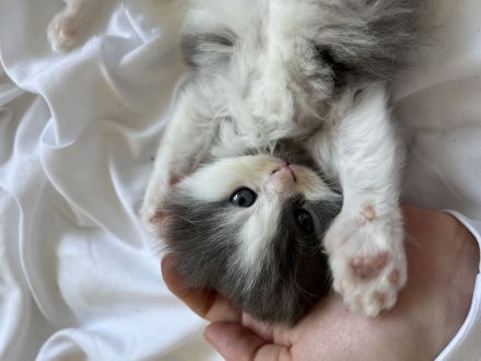 Süßes katzenbaby sucht zuhause