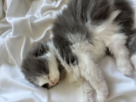 Süßes katzenbaby sucht zuhause